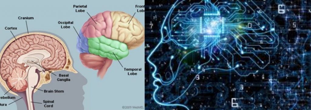 Intelligence: Computer CPU Versus Human CPU