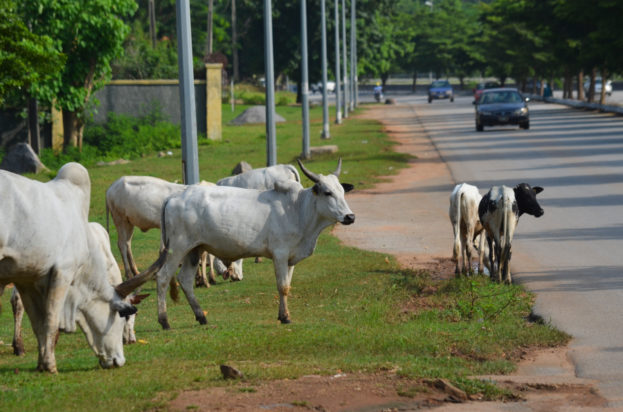 Oyo Law Enforcement Crackdown: 20 Cattle Impounded in Ibadan Over Illegal Open Grazing and Crop Destruction